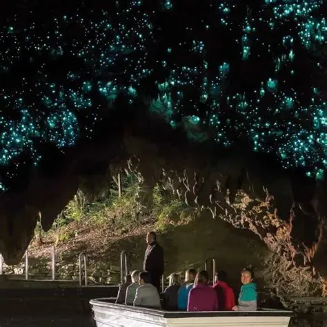 Bioluminescent Glowworm Cave Guided Boat Tour in Waitomo Caves Road, Waitomo 3977, New Zealand