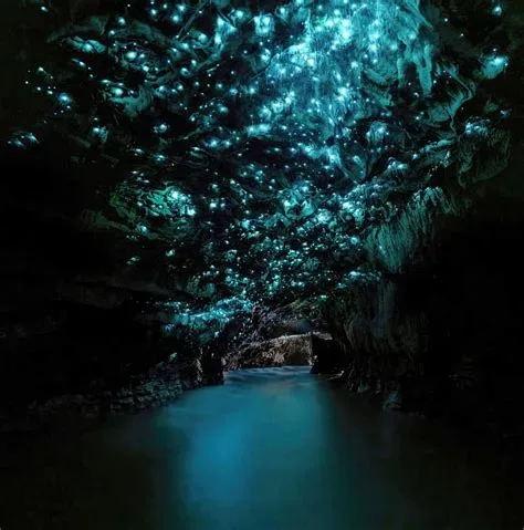 Bioluminescent Glowworm Cave Guided Boat Tour in Waitomo Caves Road, Waitomo 3977, New Zealand