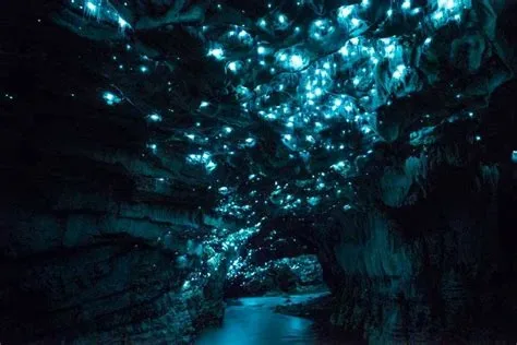Bioluminescent Glowworm Cave Guided Boat Tour in Waitomo Caves Road, Waitomo 3977, New Zealand