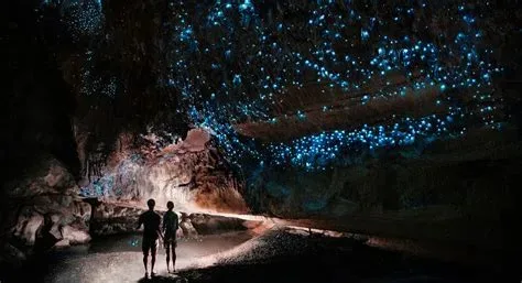 Bioluminescent Glowworm Cave Guided Boat Tour in Waitomo Caves Road, Waitomo 3977, New Zealand